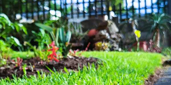 What Are Common Potassium Deficiency Symptoms in Plants